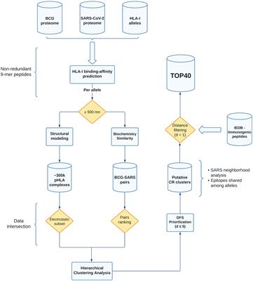 Large-Scale Structure-Based Screening of Potential T Cell Cross-Reactivities Involving Peptide-Targets From BCG Vaccine and SARS-CoV-2